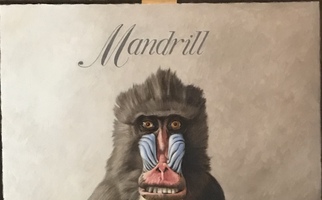 <strong>Mandrill, stars </strong><span class="dims">36x24"</span>oil on linen